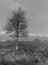 Climatic picture Lonely Tree B&W