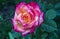 Climber bicolor rose, floral background