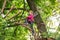 Climber child on training. Happy child boy calling while climbing high tree and ropes. Climber child on training