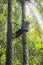 Climber on coconuts palm