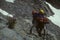 Climber with full pack on Eldorado Peak
