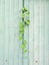 Climber plant on zince metal plate wall