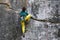 climber trains on a sheer cliff