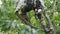 Climber on a tree. Climber on a white background. Arborist man cuts branches with a chainsaw and throws it to the ground. A worker