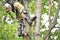 Climber on a tree. Climber on a white background. Arborist man cuts branches with a chainsaw and throws it to the ground. A worker