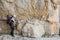 Climber walking on narrow ledge protected by via ferrata set.