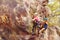 Climbers in helmets with lead climbing the rock