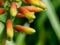 Climbing Aloe flowers with raindrops