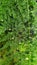 Climbing asparagus tree with fruits