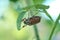 Climbing cockchafer on a branch with leaves.