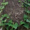 Climbing common Baltic ivy stems, hedera helix L. var. baltica, fresh new young evergreen creeper leaves pine tree bark background