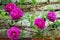 Climbing fuchsia roses on the old wall