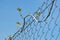 Climbing grape plant on wire mesh fence. Rhombus patterned backdrop.