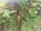 Climbing green four-angled bean on the fence