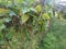 Climbing green four-angled bean on the fence