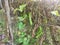 Climbing green four-angled bean on the fence