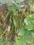 Climbing green four-angled bean on the fence