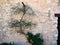 Climbing green plant on a stone wall