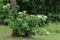 Climbing hortensia Hydrangea petiolaris in bloom on an apple t