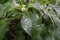 Climbing hydrangea, Hydrangea petiolaris, wet leaves