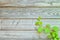 Climbing hydrangea on a rustic wooden wall