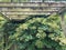 Climbing hydrangea on wood trellis