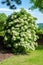 Climbing hydrangeas on tree in garden