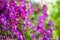 Climbing intense purple Clematis flowers