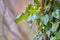 Climbing ivy, Hedera helix, on the bark of a tree trunk, against a blurred background