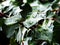 Climbing ivy leaf with raindrops