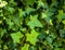 Climbing ivy leaves, trunks and branches