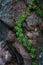 Climbing ivy on rocky cliff natural background