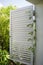 Climbing Jasmine plant curl an open window white shutter