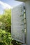 Climbing Jasmine plant curl an open window white shutter