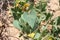 Climbing liana has green leaves in the shape of a heart. Wild untouched nature by the sea