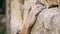 Climbing moments. extreme closeup woman`s hand reaching and holding rock holds on a yellow cliff