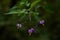 Climbing Nightshade blooming in woodland shade, generally considered a weed