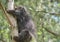 Climbing North American Porcupine