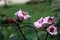 Climbing oleander,Cream fruit