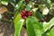 Climbing oleander, Cream fruit flower Strophanthus gratus Wall. and Hook. Baill.. Shrub with strong fragrant flowers.