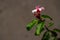 Climbing oleander plant flower that has purple petals, green leaves