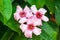 Climbing oleander Strophanthus gratus flowers closeup - Florida, USA