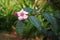 Climbing Oleander, a woody liana plant