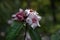 Climbing Oleander, a woody liana plant