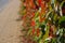 Climbing Parthenocissus plant with lush shiny green and red leaves on the yard fence. Yellow street tiles sidewalk