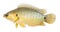 The Climbing perch or Climbing gourami,Gold Fish,Isolated white background