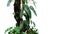 Climbing philodendron Philodendron billietiae tropical foliage plant growing on rainforest tree trunk with Bromeliads, Anthurium