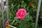 Climbing pink rose in the garden. Berlin, Germany