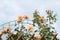 Climbing pink roses in summer garden