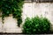 A climbing plant and a bush on the background of old wall. City jungle